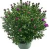 Aster (Aster Novi-belgii 'Henry Pink') D 17 H 40 Cm