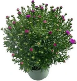 Aster (Aster Novi-belgii 'Henry Pink') D 17 H 40 Cm