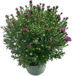 Aster (Aster Novi-belgii 'Henry Pink') D 17 H 40 Cm 3 Aster (Aster Novi-belgii 'Henry Pink') D 17 H 40 Cm