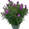 Aster (Aster Novi-belgii 'Henry Purple') D 17 H 40 Cm