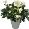 Kerstroos (Helleborus Niger) D 15 H 35 Cm -Tuin Planten Winkel 8720196677696