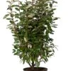 Olijfwilg (Elaeagnus Ebbingei 'Compacta') D 23 H 80 Cm -Tuin Planten Winkel 8720196677740 0