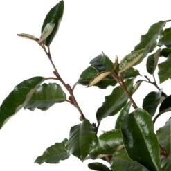 Olijfwilg (Elaeagnus Ebbingei 'Compacta') D 23 H 80 Cm -Tuin Planten Winkel 8720196677740 1