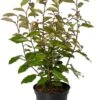 Olijfwilg (Elaeagnus Ebbingei 'Compacta') D 17 H 30 Cm -Tuin Planten Winkel 8720196679195