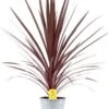 Geluksplant (Cordyline Australis 'Red Star') D 21 H 90 Cm