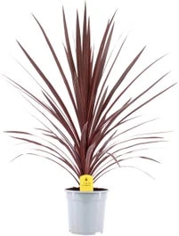 Geluksplant (Cordyline Australis 'Red Star') D 21 H 90 Cm