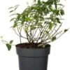 Hersthooi (Hypericum 'Hidcote') D 19 H 30 Cm -Tuin Planten Winkel 8720196717705 0