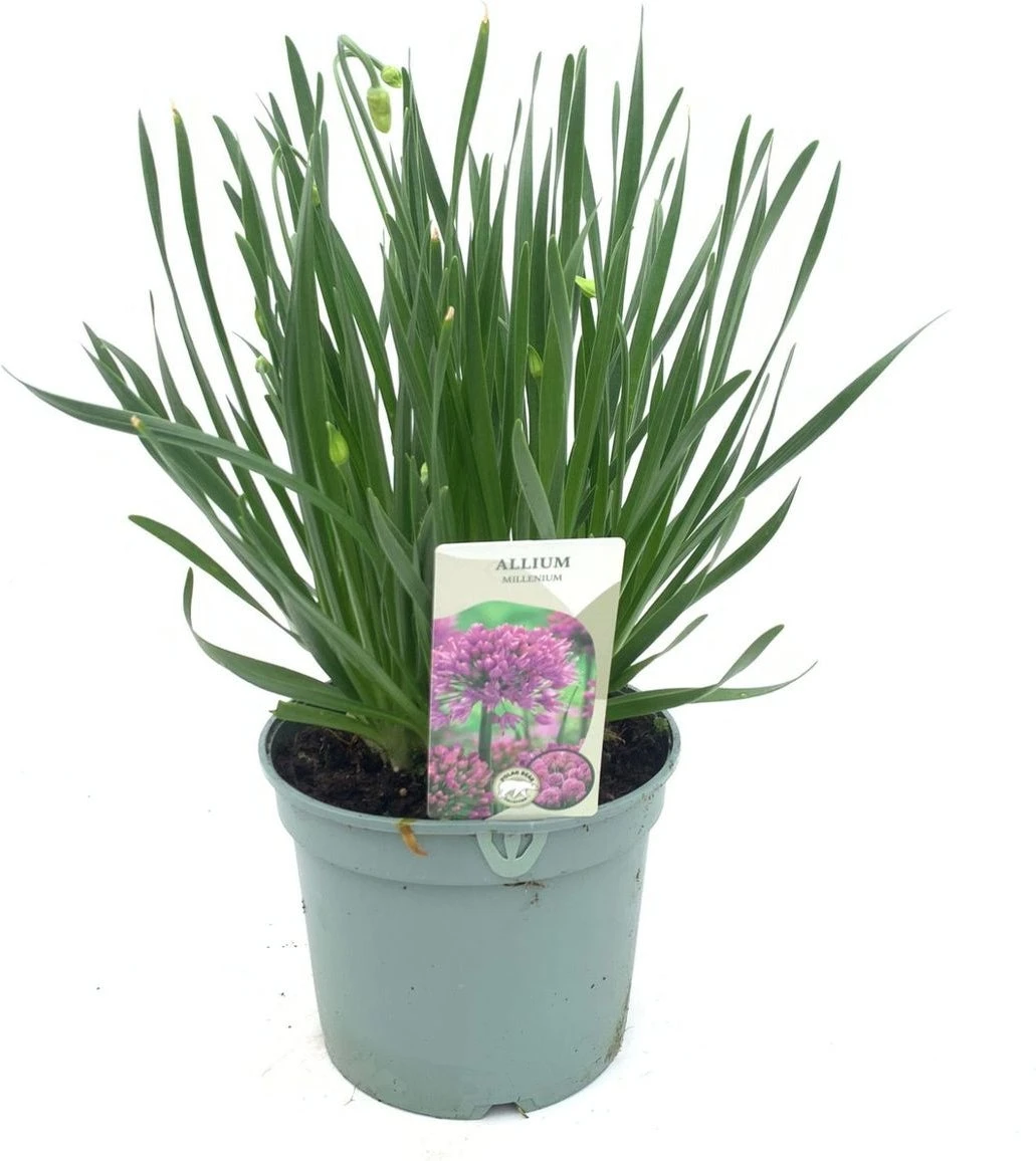 Sierui (Allium 'Millenium') D 17 H 40 Cm 3 Sierui (Allium 'Millenium') D 17 H 40 Cm