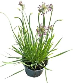 Sierui (Allium 'Millenium') D 17 H 40 Cm 5 Sierui (Allium 'Millenium') D 17 H 40 Cm -Tuin Planten Winkel 8720196724314 2