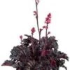 Purperklokje (Heuchera 'Timeless Night') D 19 H 25 Cm -Tuin Planten Winkel 8720196724864 0