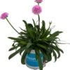 Engels Gras (Armeria 'Dreameria Sweetdreams') D 12 H 22,5 Cm -Tuin Planten Winkel 8720196753734