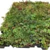 Sempergreen Click 'n Go Sedumtray Light 37,3 X 57,3 Cm -Tuin Planten Winkel 8720196785537 0