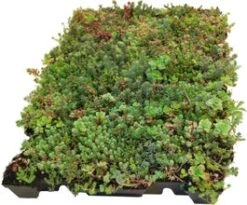 Sempergreen Click 'n Go Sedumtray Light 37,3 X 57,3 Cm