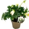 Kerstroos (Helleborus (HGC) 'Jesko') D 10,5 H 25 Cm 2 Kerstroos (Helleborus (HGC) 'Jesko') D 10,5 H 25 Cm -Tuin Planten Winkel 8720196818310