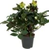 Kerstroos (Helleborus 'Beauty Princess') D 17 H 45 Cm -Tuin Planten Winkel 8720196823413