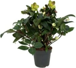 Kerstroos (Helleborus 'Beauty Princess') D 17 H 45 Cm