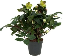 Kerstroos (Helleborus 'Beauty Princess') D 17 H 45 Cm 3 Kerstroos (Helleborus 'Beauty Princess') D 17 H 45 Cm