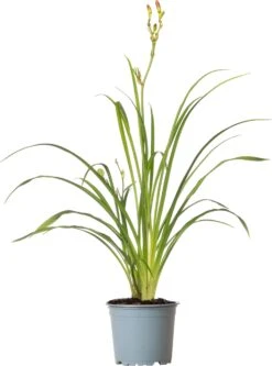 Daglelie (Hemerocallis 'EveryDaylily Red') D 17 H 45 Cm