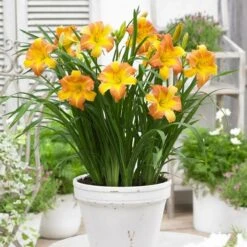 Daglelie (Hemerocallis 'EveryDaylily Punch Yellow') D 17 H 45 Cm -Tuin Planten Winkel 8720196865536 2