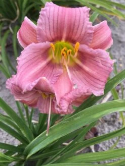 Daglelie (Hemerocallis 'EveryDaylily Mini Purple') D 17 H 45 Cm -Tuin Planten Winkel 8720196865543 2