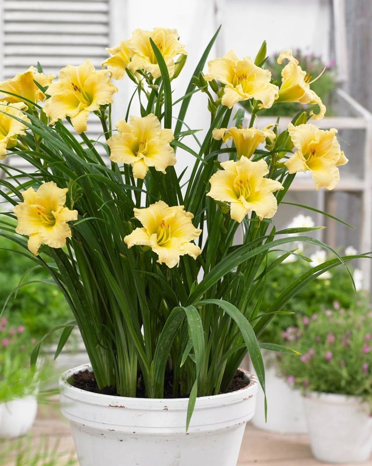 Daglelie (Hemerocallis 'EveryDaylily Cream') D 17 H 45 Cm 4 Daglelie (Hemerocallis 'EveryDaylily Cream') D 17 H 45 Cm - Afbeelding 2