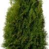 Levensboom (Thuja Occidentalis 'Smaragd') D 21 H 70 Cm -Tuin Planten Winkel 8720196894536 0