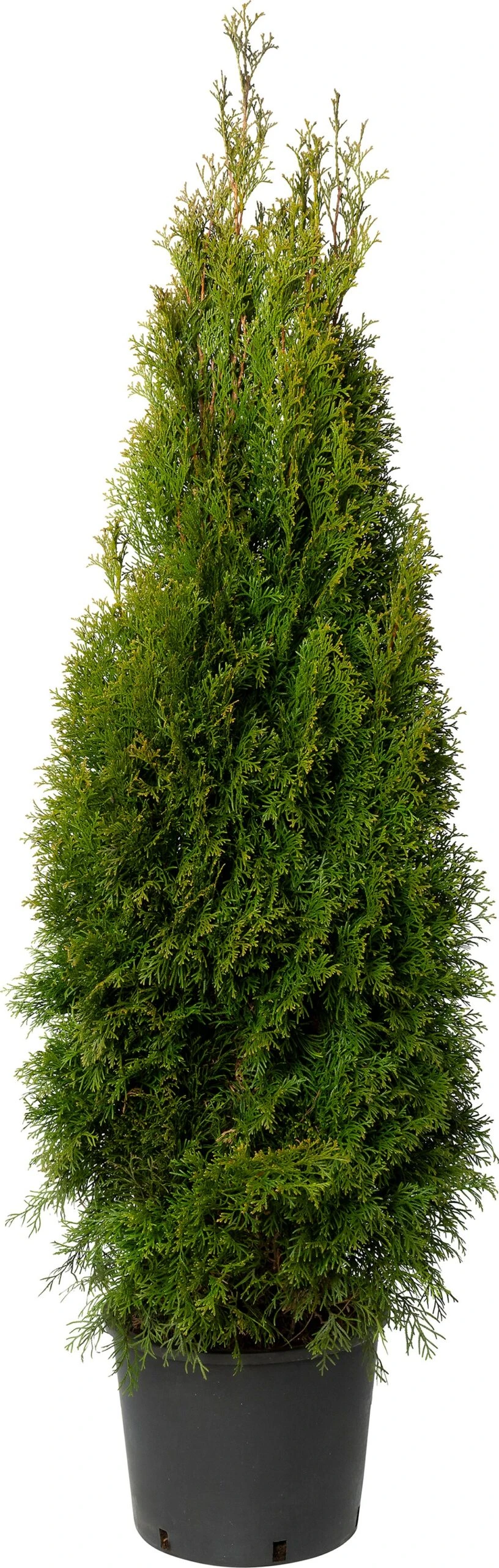 Levensboom (Thuja Occidentalis 'Smaragd') D 21 H 70 Cm 3 Levensboom (Thuja Occidentalis 'Smaragd') D 21 H 70 Cm