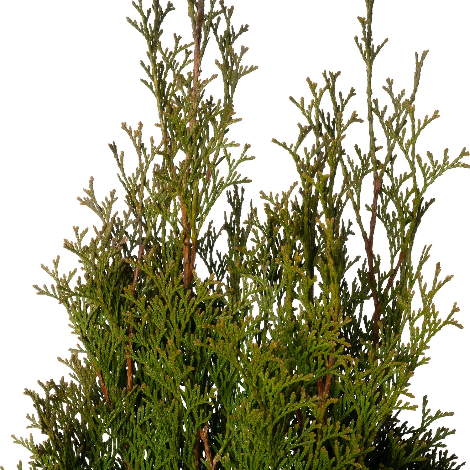 Levensboom (Thuja Occidentalis 'Smaragd') D 21 H 70 Cm 4 Levensboom (Thuja Occidentalis 'Smaragd') D 21 H 70 Cm - Afbeelding 2