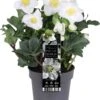 Kerstroos (Helleborus Niger 'Christmas Carol') D 12 H 25 Cm -Tuin Planten Winkel 8720196995387 0