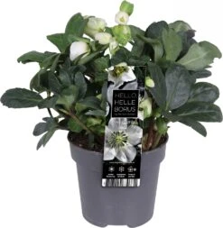 Kerstroos (Helleborus Niger 'Christmas Carol') D 12 H 25 Cm -Tuin Planten Winkel 8720196995387 2
