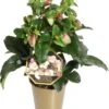Kerstroos (Helleborus (HGC) 'Ice N' Roses® Early Rose') D 15 H 50 Cm -Tuin Planten Winkel 8720254931104