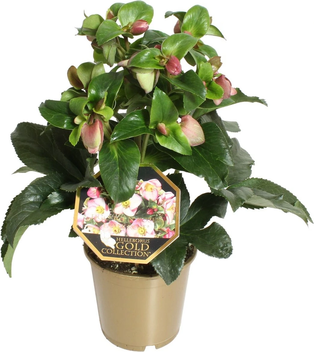 Kerstroos (Helleborus (HGC) 'Ice N' Roses® Early Rose') D 15 H 50 Cm 3 Kerstroos (Helleborus (HGC) 'Ice N' Roses® Early Rose') D 15 H 50 Cm