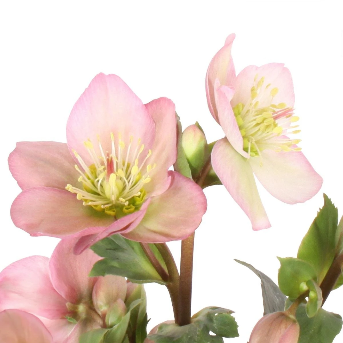 Kerstroos (Helleborus (HGC) 'Ice N' Roses® Early Rose') D 15 H 50 Cm 4 Kerstroos (Helleborus (HGC) 'Ice N' Roses® Early Rose') D 15 H 50 Cm - Afbeelding 2