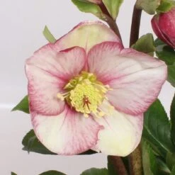 Kerstroos (Helleborus (HGC) 'Ice N' Roses® Pink') D 15 H 40 Cm -Tuin Planten Winkel 8720254931111 2