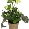 Kerstroos (Helleborus (HGC) 'Ice N' Roses® White') D 15 H 40 Cm -Tuin Planten Winkel 8720254931128
