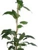 Intratuin Biologische Kiwibes-huwelijk (Actinidia Arguta 'Ken's Red & Weikii') D 19 H 50 Cm -Tuin Planten Winkel 8720604871425
