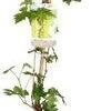 Biologische Witte Druif (Vitis Vin. 'Lakemount') D 23 H 100 Cm 1 Biologische Witte Druif (Vitis Vin. 'Lakemount') D 23 H 100 Cm -Tuin Planten Winkel 8720604876246 0