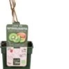 Intratuin Biologische Kiwi (Actinidia Deliciosa 'Jenny') D 23 H 100 Cm 2 Intratuin Biologische Kiwi (Actinidia Deliciosa 'Jenny') D 23 H 100 Cm -Tuin Planten Winkel 8720604876260