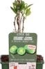 Intratuin Biologische Kiwibes (Actinidia Arguta 'Issai') D 23 H 100 Cm -Tuin Planten Winkel 8720604876277