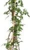 Intratuin Biologische Framboos (Rubus Idaeus 'Tulameen') D 23 H 100 Cm -Tuin Planten Winkel 8720604876307