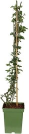 Intratuin Biologische Braam (Rubus Fruticosus 'Black Satin') D 23 H 100 Cm