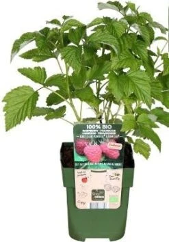 Biologische Framboos (Rubus Id. 'Autumn Chef') D 13 H 45 Cm