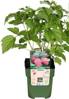 Biologische Framboos (Rubus Id. 'Autumn Chef') D 13 H 45 Cm 3 Biologische Framboos (Rubus Id. 'Autumn Chef') D 13 H 45 Cm