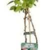 Biologische Framboos (Rubus Id. 'Autumn Chef') D 19 H 55 Cm -Tuin Planten Winkel 8720604877748 0