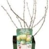 Biologische Groene Kruisbes (Ribes U.-c. Crispa 'Goldling') D 13 H 45 Cm -Tuin Planten Winkel 8720812971412 0