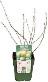 Biologische Groene Kruisbes (Ribes U.-c. Crispa 'Goldling') D 13 H 45 Cm