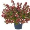 Abelia (Abelia Grandiflora) H 125 Cm -Tuin Planten Winkel 8720879232792 0