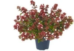 Abelia (Abelia Grandiflora) H 125 Cm