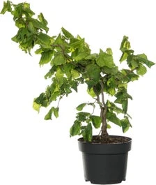 Kronkelhazelaar (Corylus Avellana 'Contorta') H 175 Cm