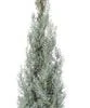Cipres (Cupressus Arizonica 'Glauca') H 150 Cm -Tuin Planten Winkel 8720879233638 0